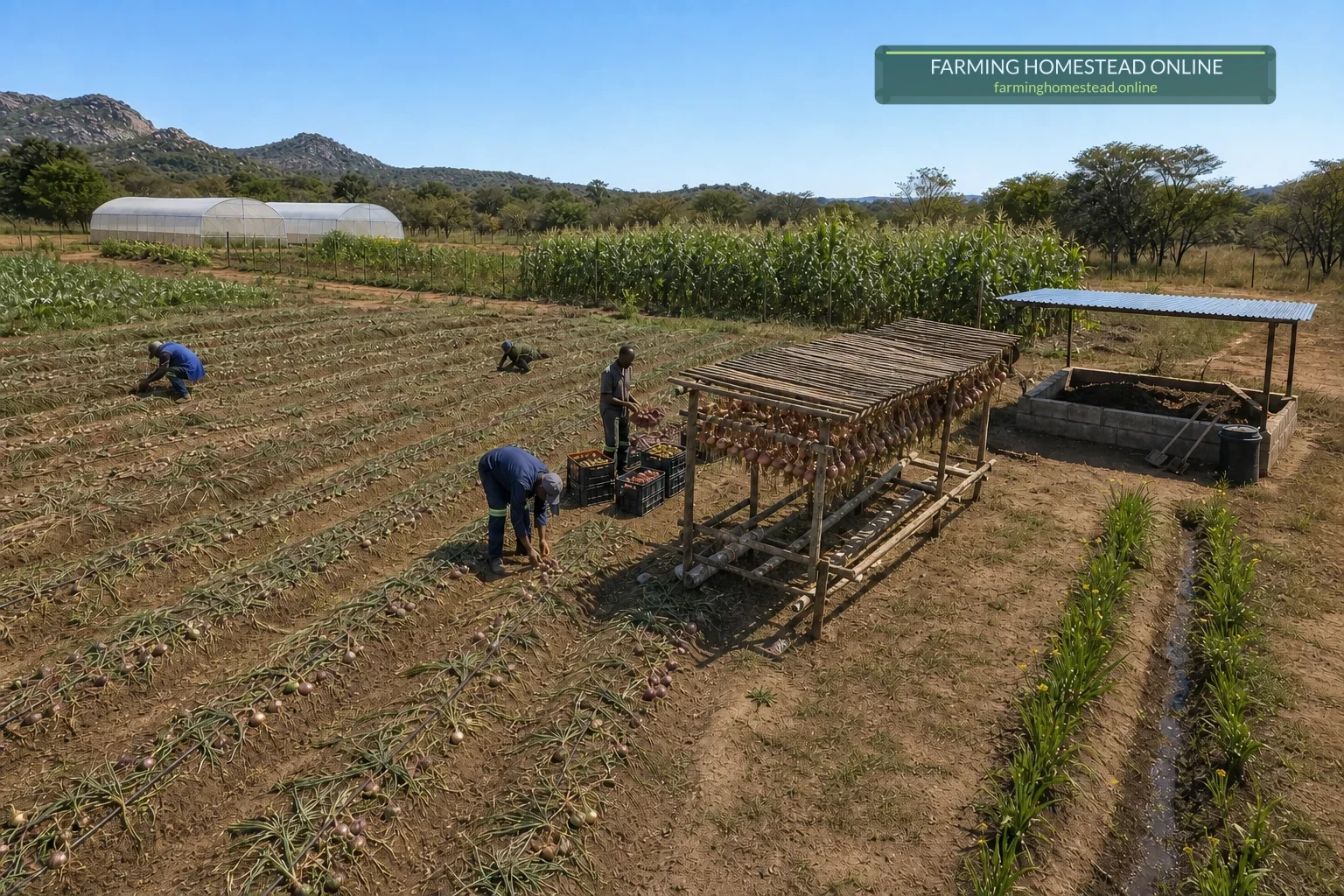Open-field onion beds with workers, drip lines and a slatted curing rack, with exactly two greenhouses in the distance.